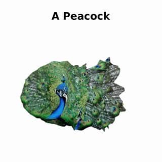 Description